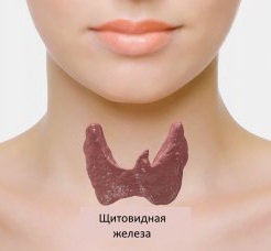 Щитовидная железа